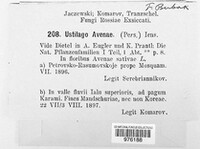 Ustilago avenae image